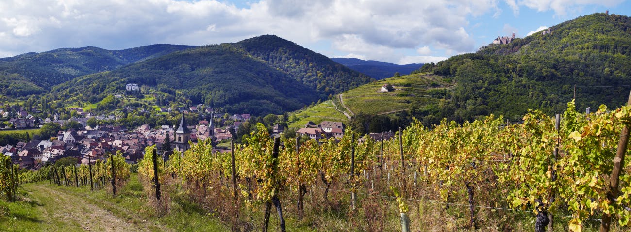 alsace ribeauvill wine road zvardon civa Frankrike, landskap
